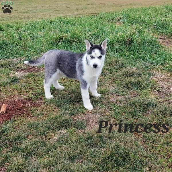 Princess, Siberian Husky Puppy